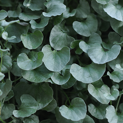 Dichondra 'Silver Falls'