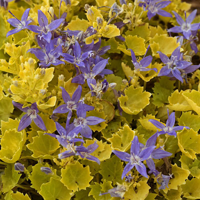 Campanula garg. 'Dickson's Gold'