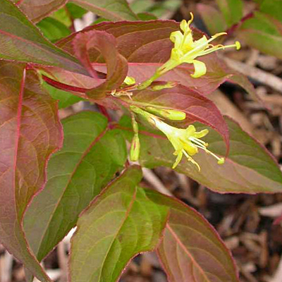 Diervilla lonicera 'Copper'