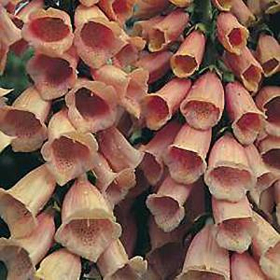Digitalis p. 'Apricot Beauty'