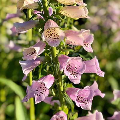 Digitalis p. 'Camelot Lavender'