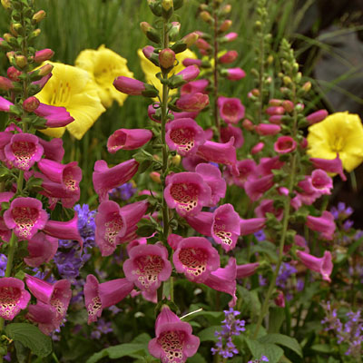 Digitalis p. 'Camelot Rose'