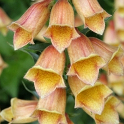 Digitalis x 'Goldcrest'
