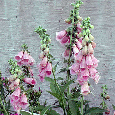 Digitalis x mertonensis