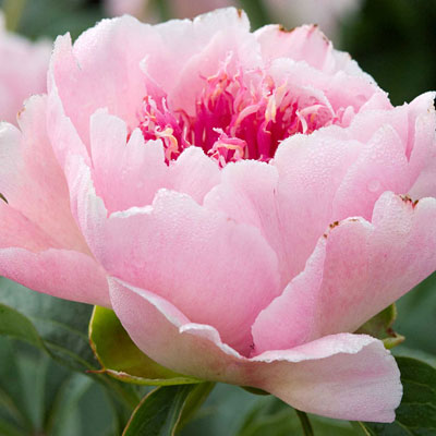 Paeonia l. 'Do Tell'