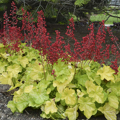 Heuchera x 'Dolce Appletini'