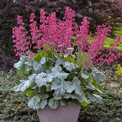 Heuchera x 'Dolce Spearmint'
