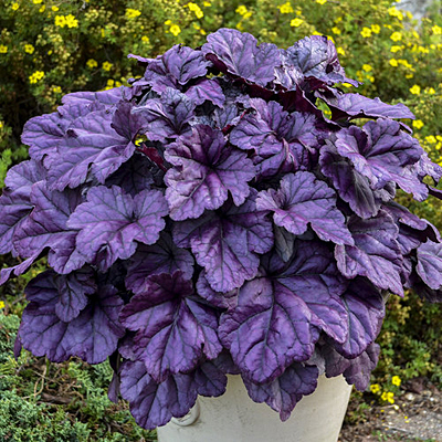Heuchera x 'Dolce Wildberry'
