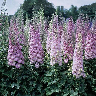 Delphinium e. 'Million Dollar Blush'