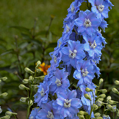 Delphinium e. 'Million Dollar Sky'