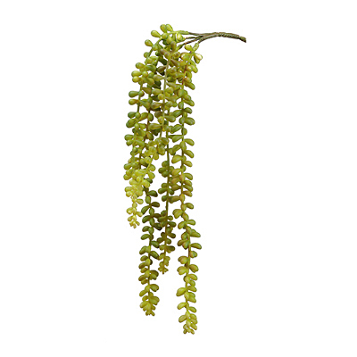 Succulent - Donkey's Tail Hanging Pick - Green