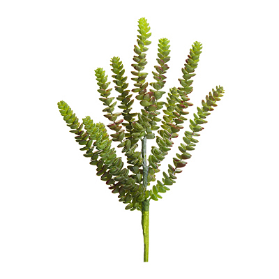 Succulent - Donkey Tail Pick - Green, Burg