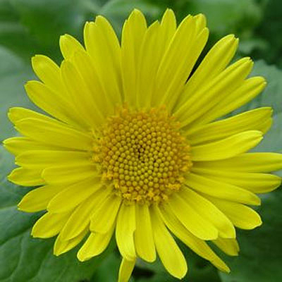 Doronicum orientale 'Leonardo'