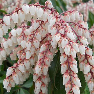 Pieris jap. 'Dorothy Wycoff'