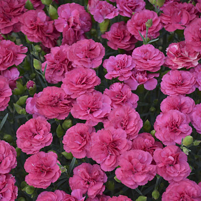 Dianthus x 'Double Bubble'