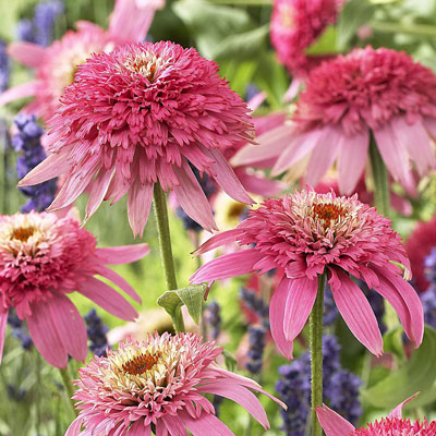 Echinacea p. 'Pink Double Delight'