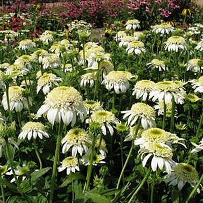 Echinacea p. 'White Double Delight'
