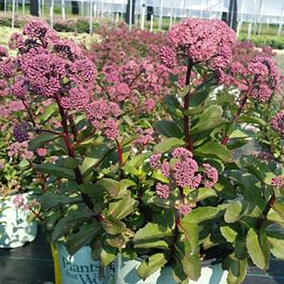 Sedum x 'Double Martini'