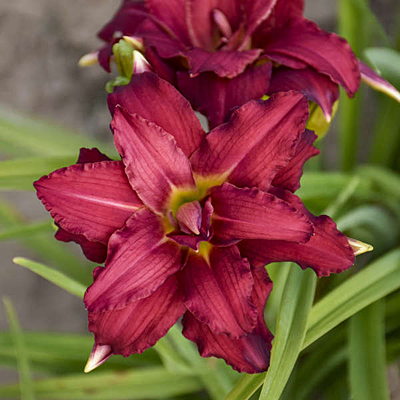 Hemerocallis 'Double Pardon Me'