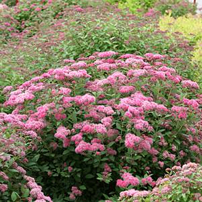 Spiraea j. 'DP Pink'