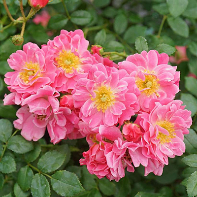 Rosa 'Oso Easy Double Pink'