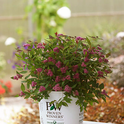 Spiraea j. 'DP Artisan'