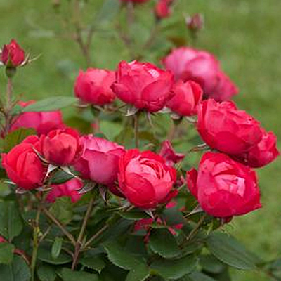 Rosa 'Oso Easy Double Red'