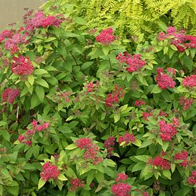 Spiraea j. 'DP Red'