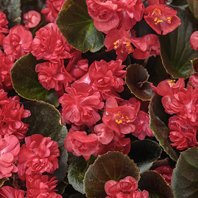 Begonia 'Double Up Red'