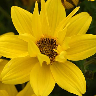 Bidens 'Sun Drop Double Yellow'
