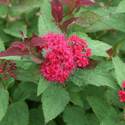 Spiraea j. 'DP Doozie'