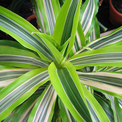 Dracaena