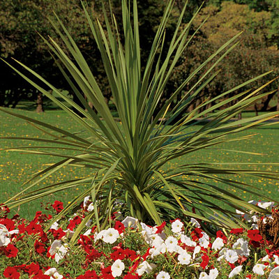 Dracaena indivisa