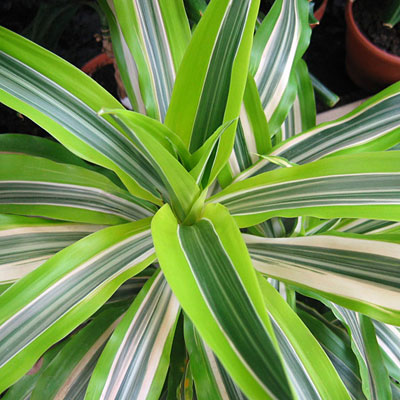 Dracaena warneckii 'Lemon Lime'