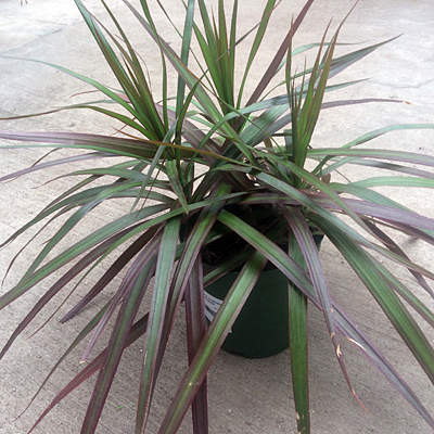 Dracaena marginata 'Magenta'