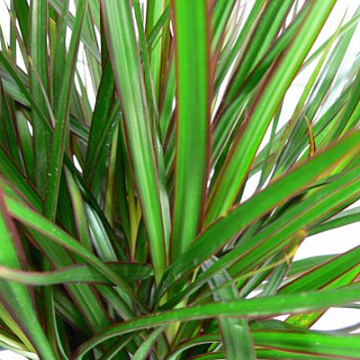 Dracaena marginata