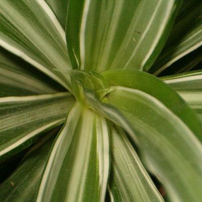 Dracaena warneckii