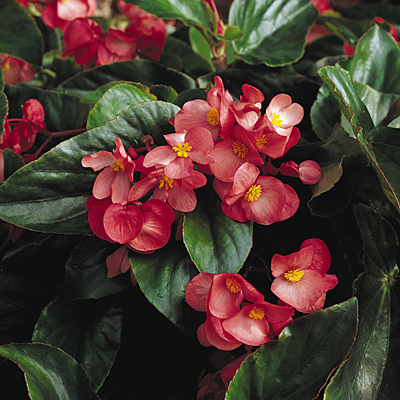 Begonia 'Dragon Wing Pink'