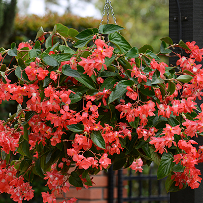 Begonia 'Dragon Wing Red'