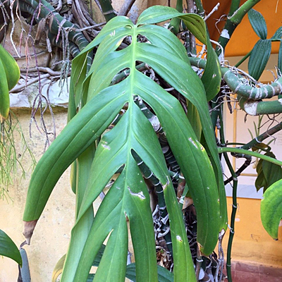 Rhaphidophora decursiva 'Dragon Tail'