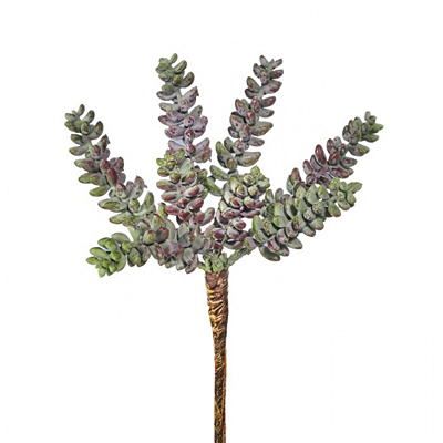 Succulent - Draping Burrow Tail
