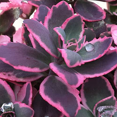 Sedum x 'Dream Dazzler'
