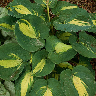 Hosta 'Dream Weaver'