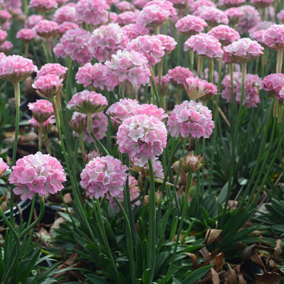 Armeria p. 'Dreameria Daydream'