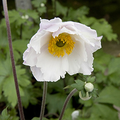 Anemone x 'Dreaming Swan'