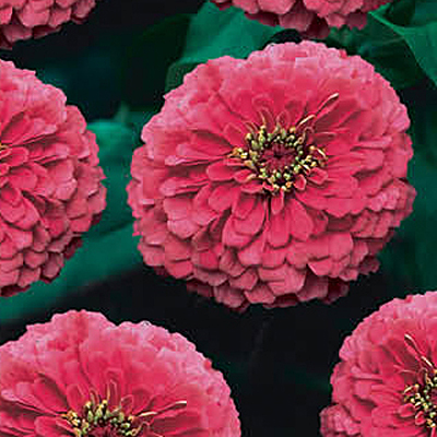 Zinnia 'Dreamland Pink'
