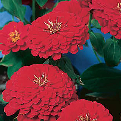 Zinnia 'Dreamland Red'