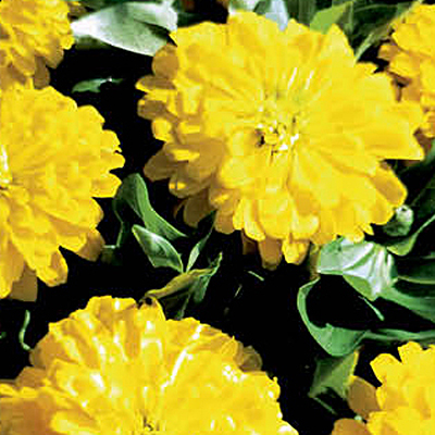 Zinnia 'Dreamland Yellow'