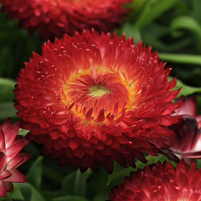Bracteantha 'Dreamtime Jumbo Red'