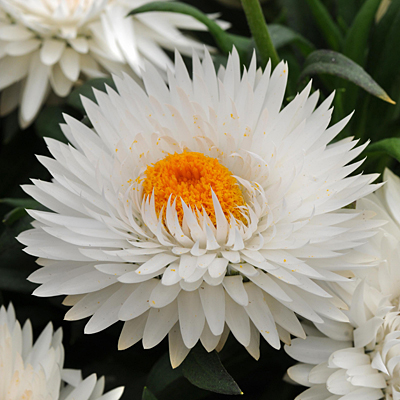 Bracteantha 'Dreamtime Jumbo Pure White'